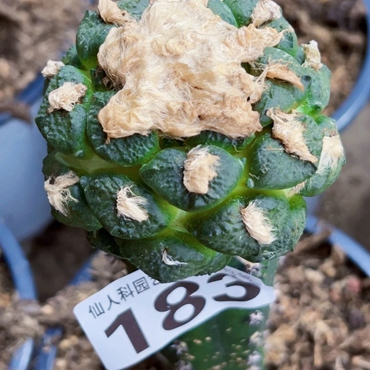 无花朵福利苗接连山183