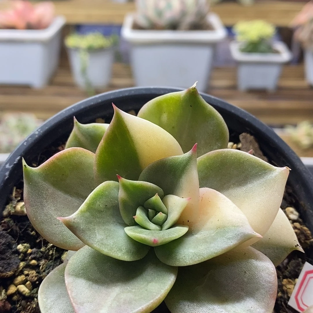 1951 贝加尔湖锦