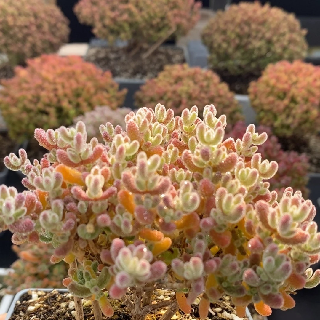 优选冰晶4803枝干番杏