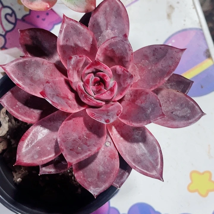 红糖卡25一盆585588855