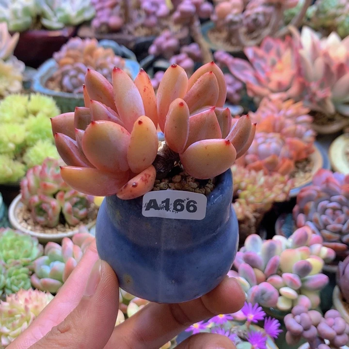 一物一拍含盆土满38包邮A166