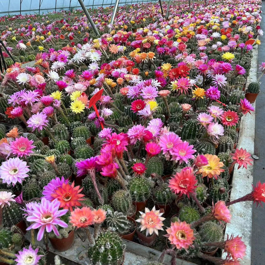 仙人球大花彩草四到七公分左右三棵