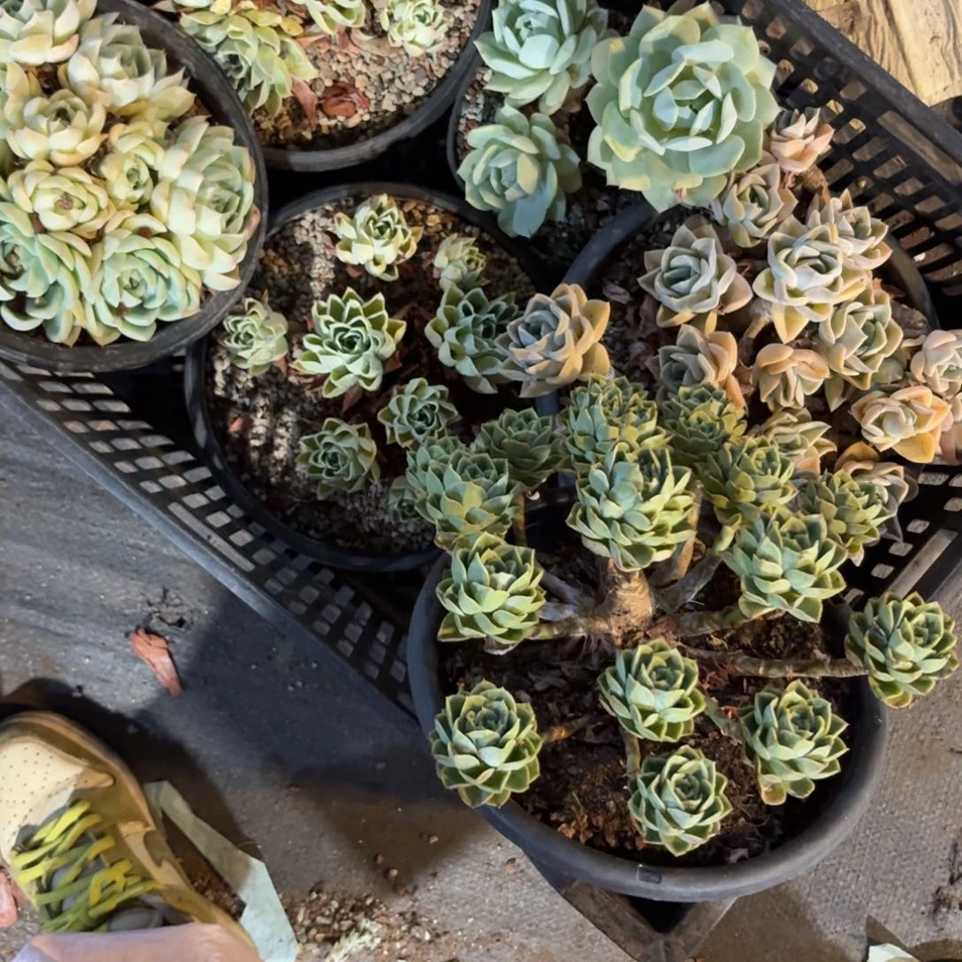 人*拖一筐啊啊啊啊啊