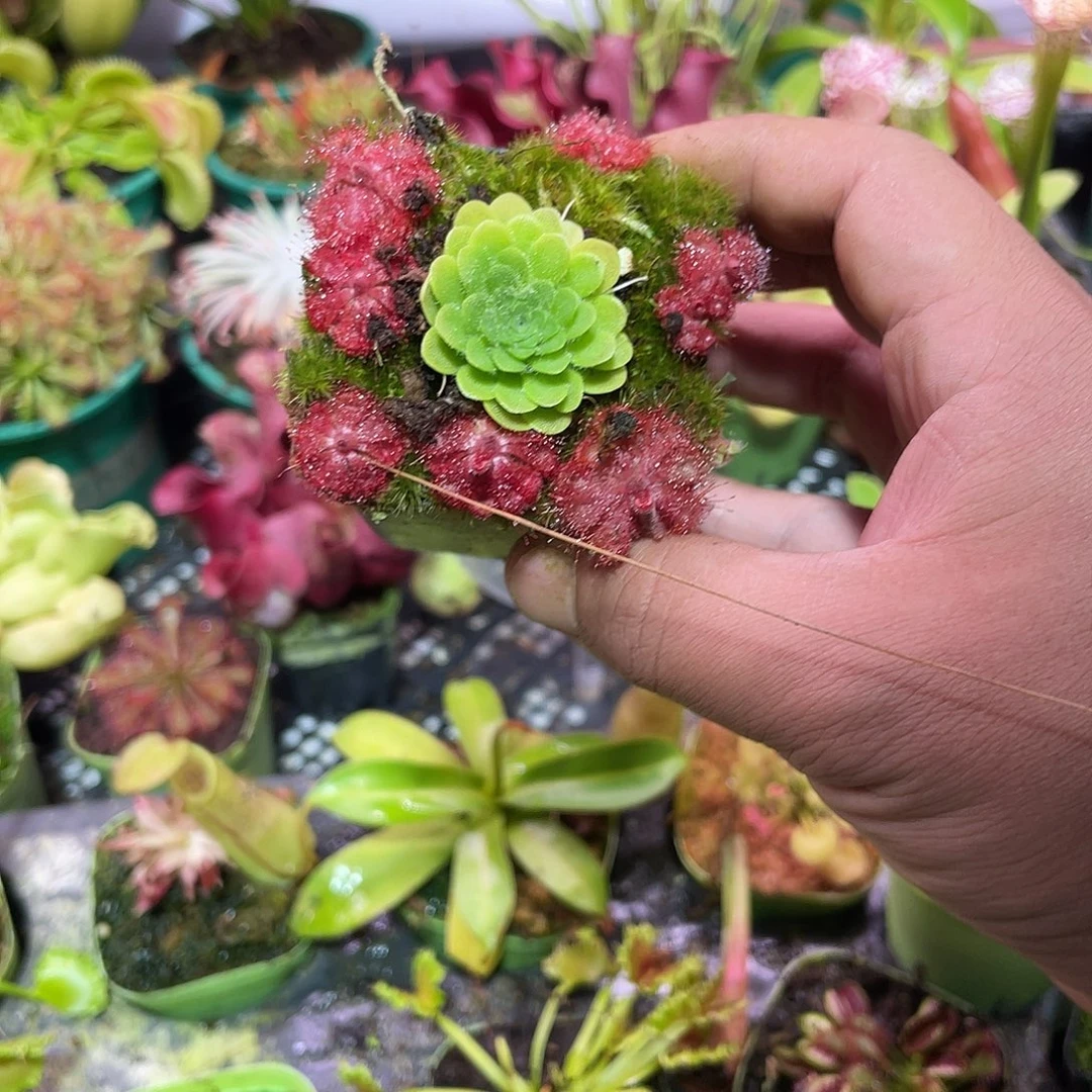 完全开放原切克里吗混