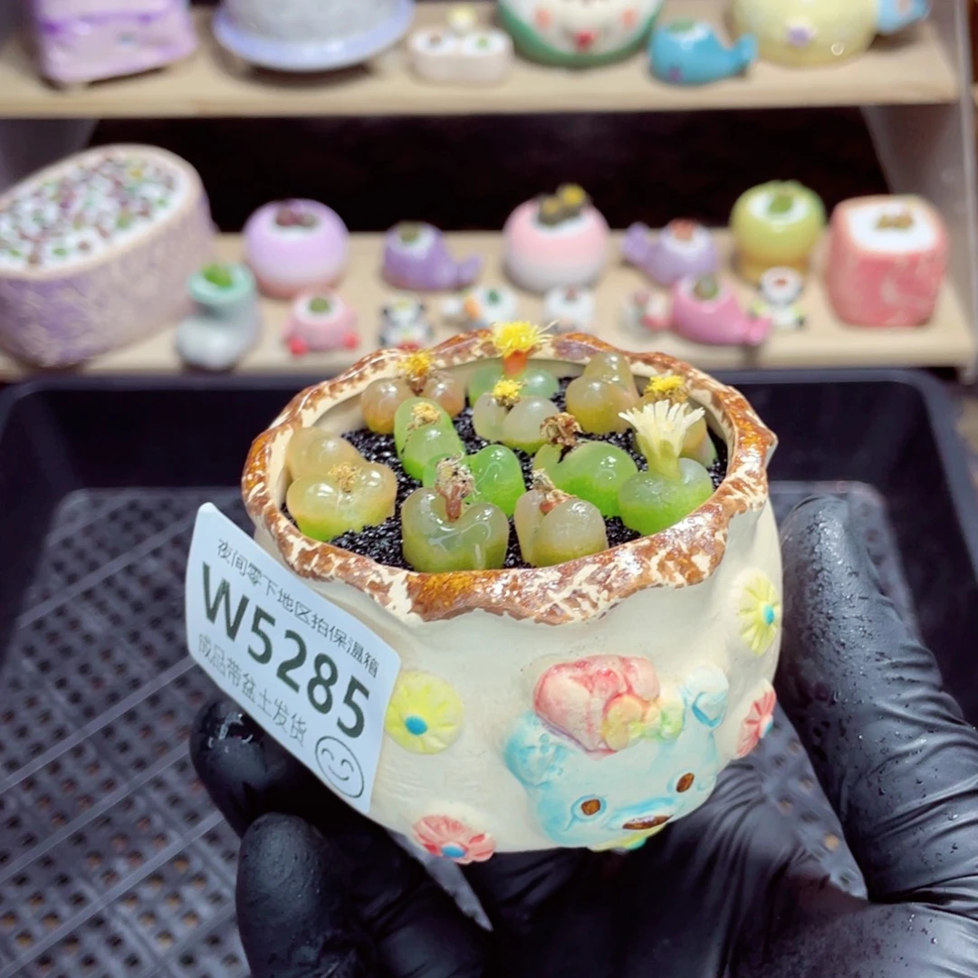 夜间零下地区拍保温箱w5285