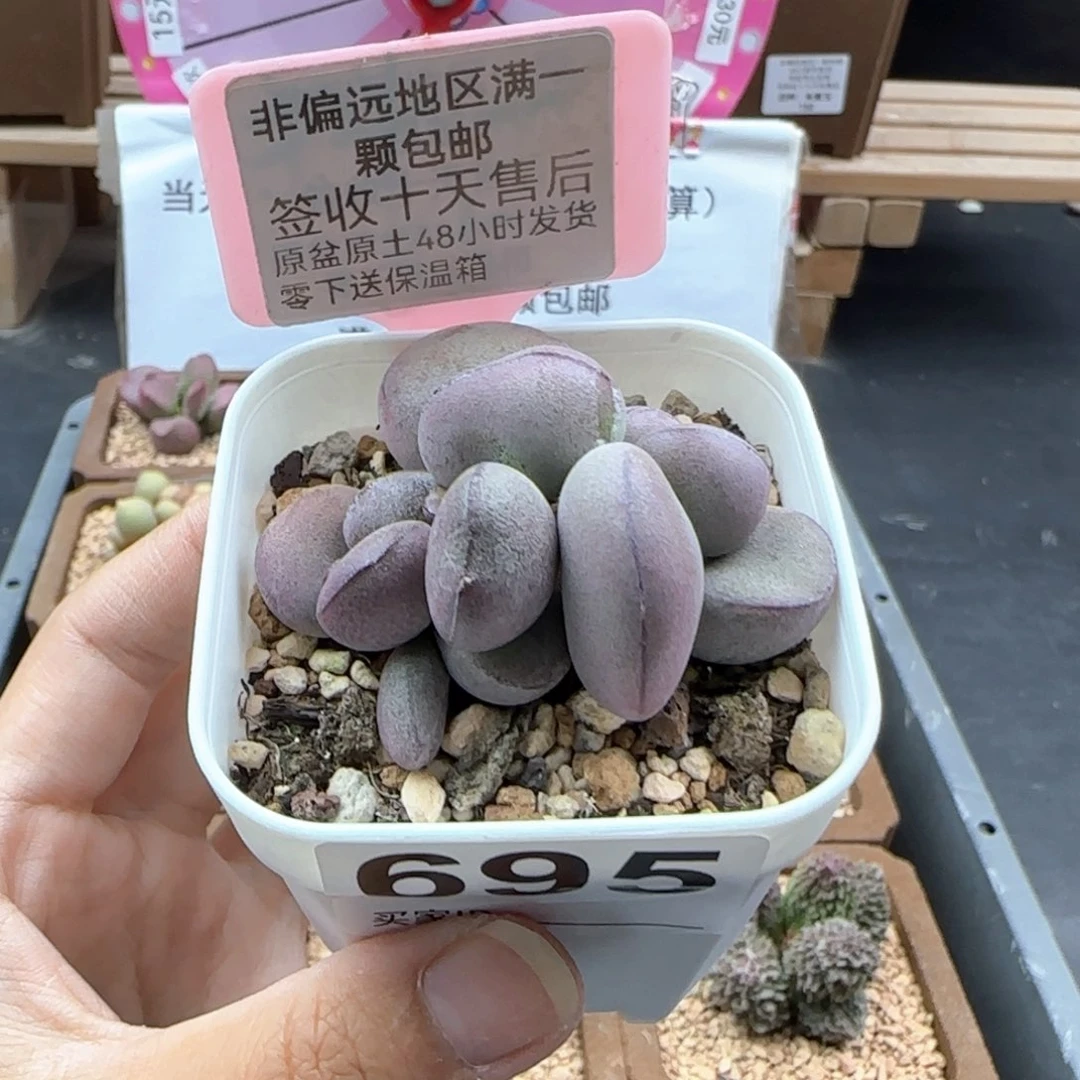 695球球紫蛋多肉