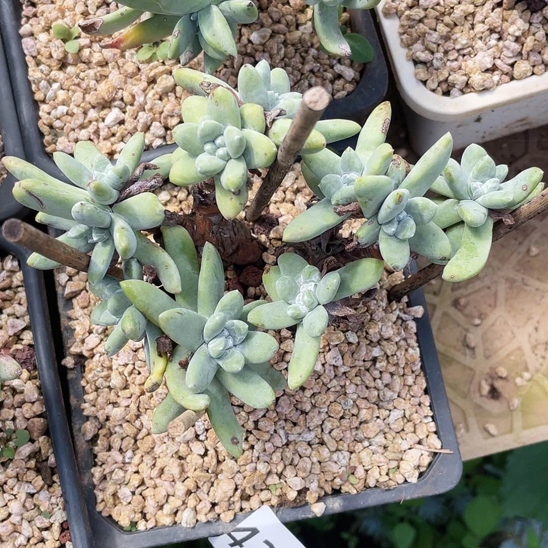 法豆多头老张4316