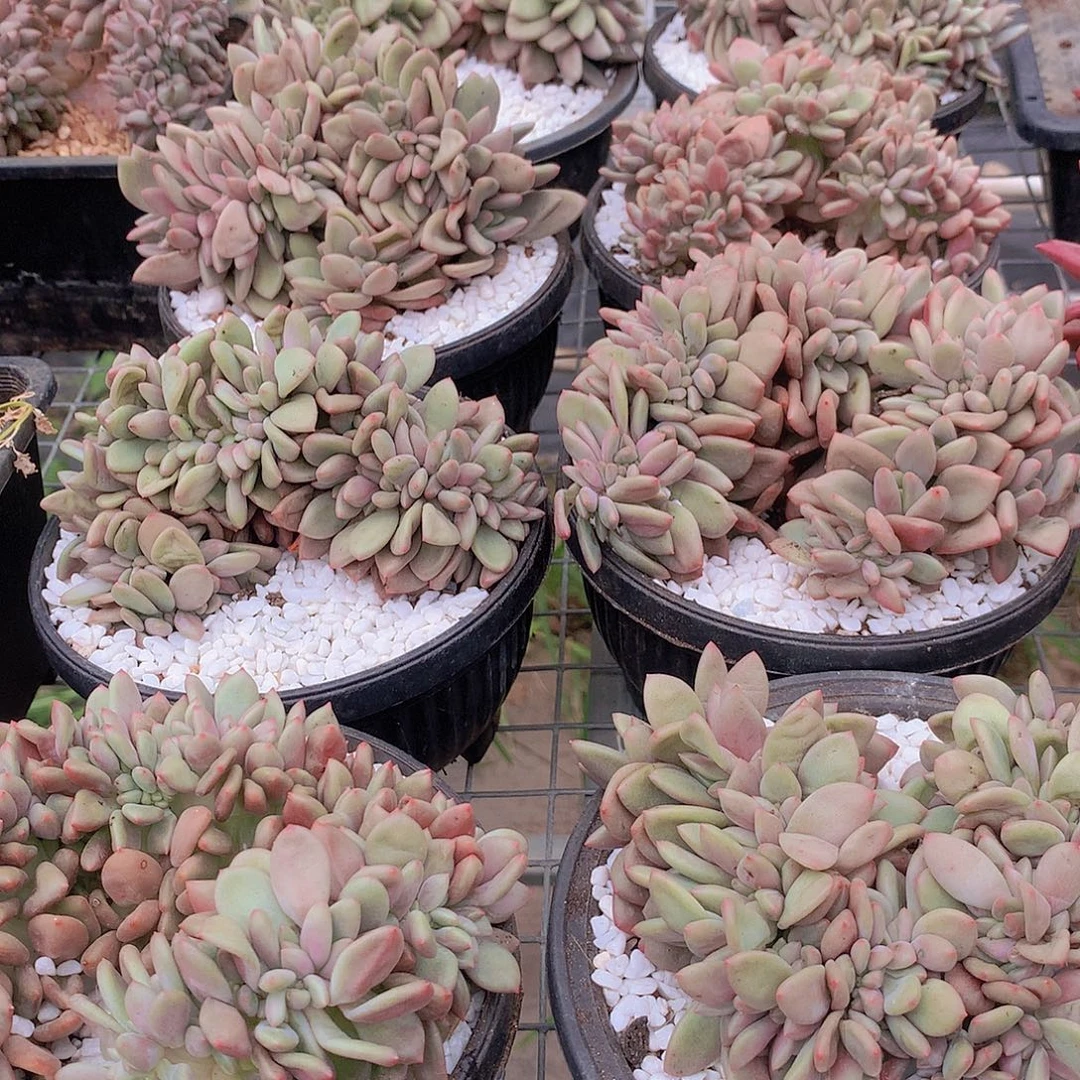 桃花源缀化456789999900
