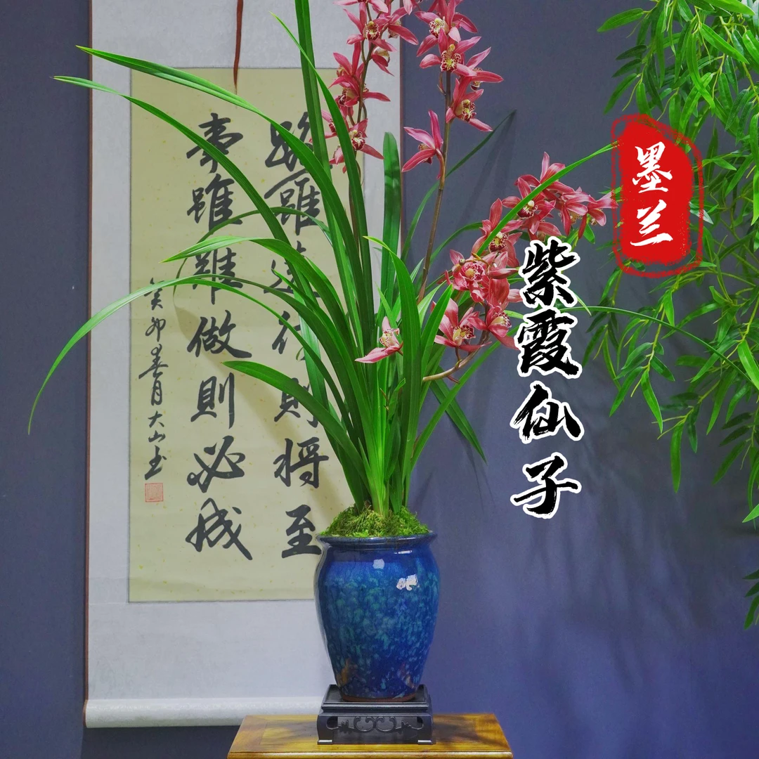 年宵花[紫霞仙子]勤花勤芽带盆种好室内办公室客厅盆景