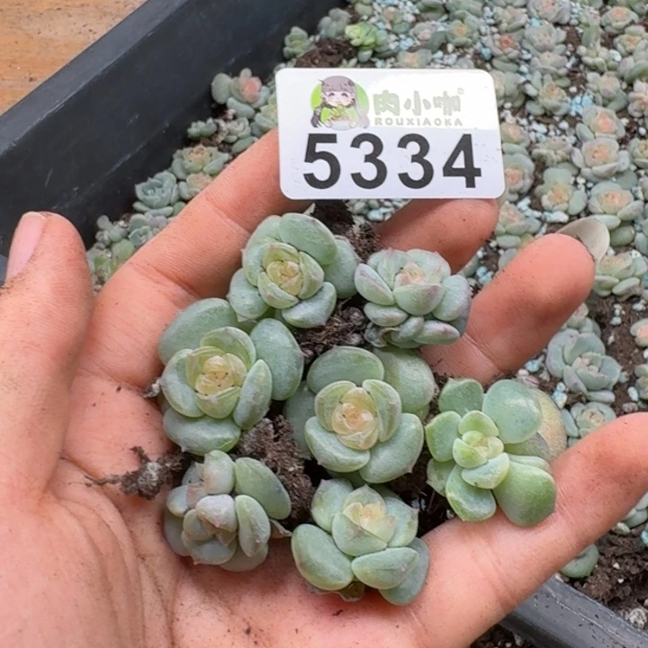 多肉植物多头植物