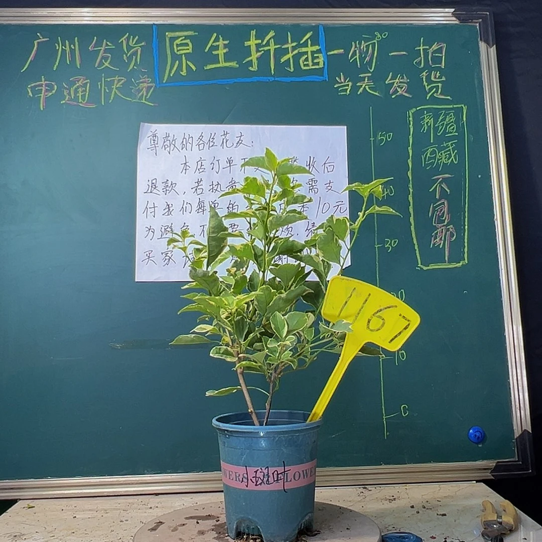 当前无花栽培后可以开花小斑叶丽人 1167