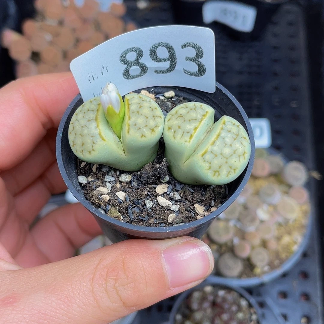 893000000000花花花花花花