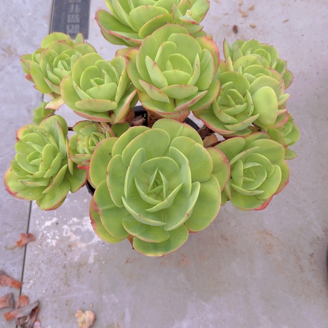 17蜜桃多肉植物的生长