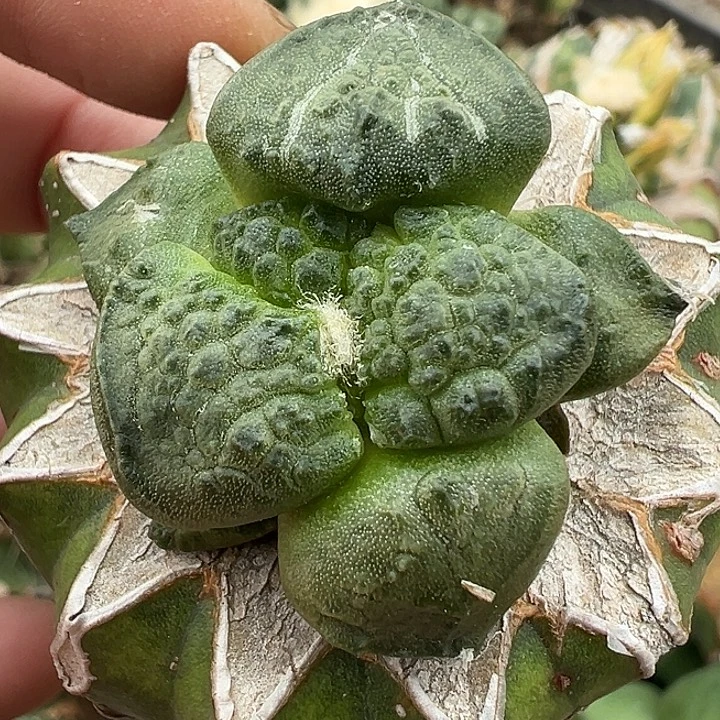 大尤连山可挑草球苗接
