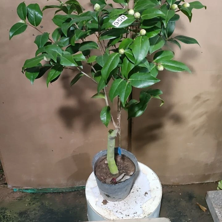 950圣诞帽，原盆原土发货，不包邮