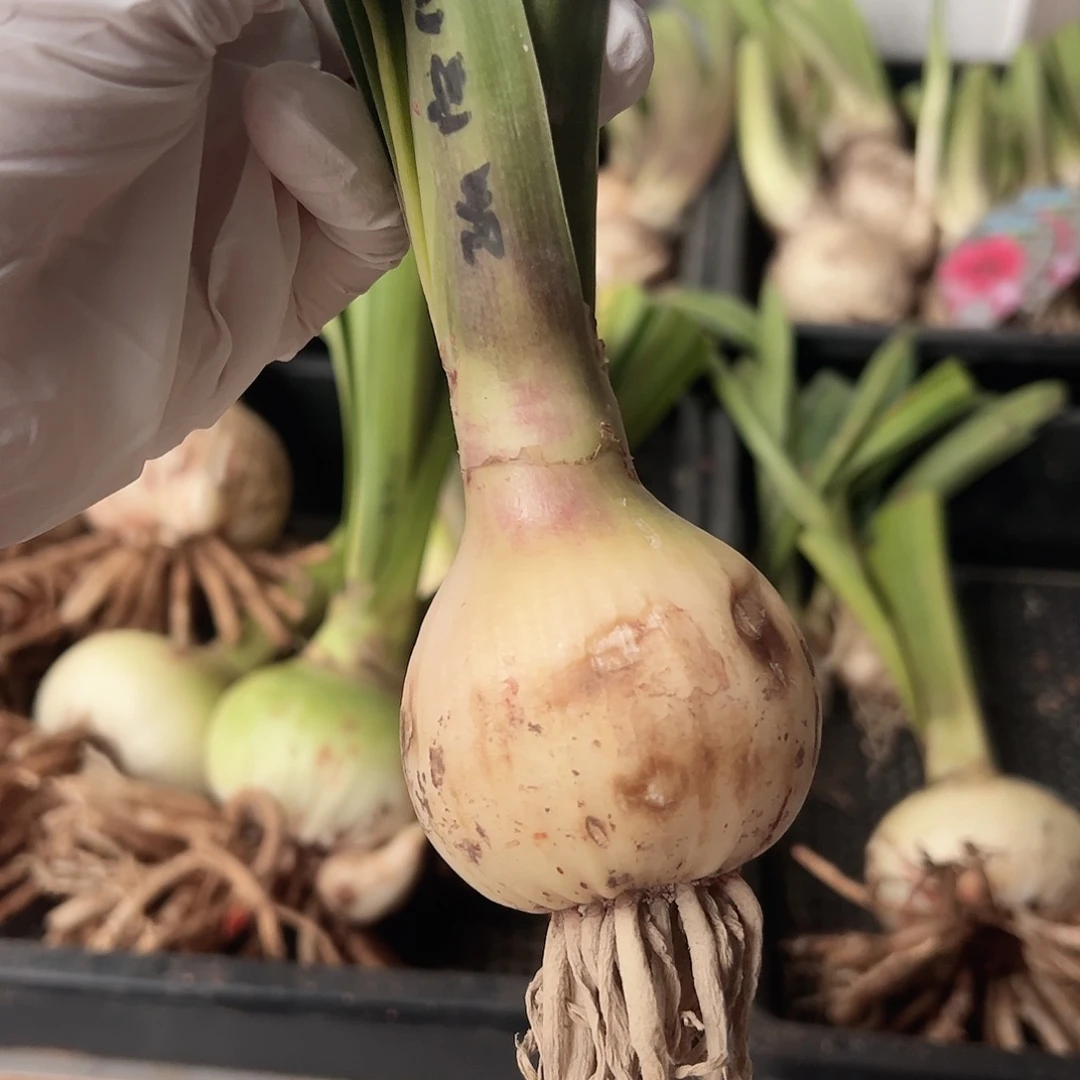 完全开放孤宝仙子5厘米，包对版不包后期养护。