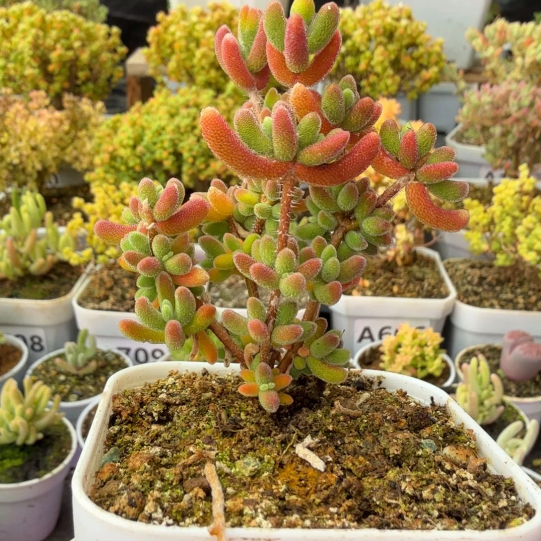 A735琉璃枝干一物一拍