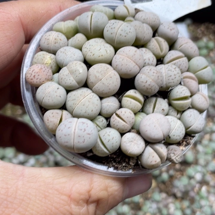 完全开放251红网纹大白
