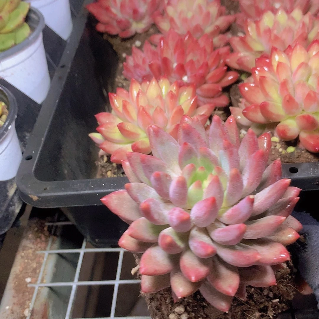 红体虞美人356788000000