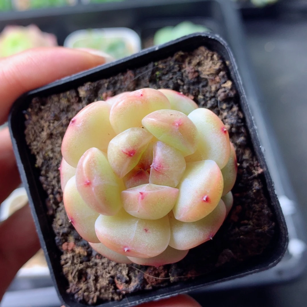 58包邮  群生不包整 35