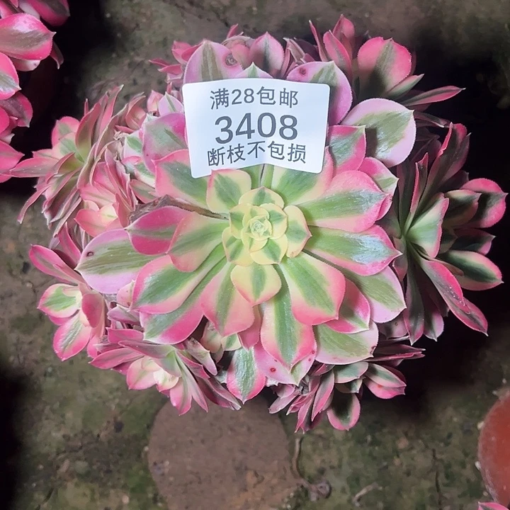 3408粉女巫多肉植物