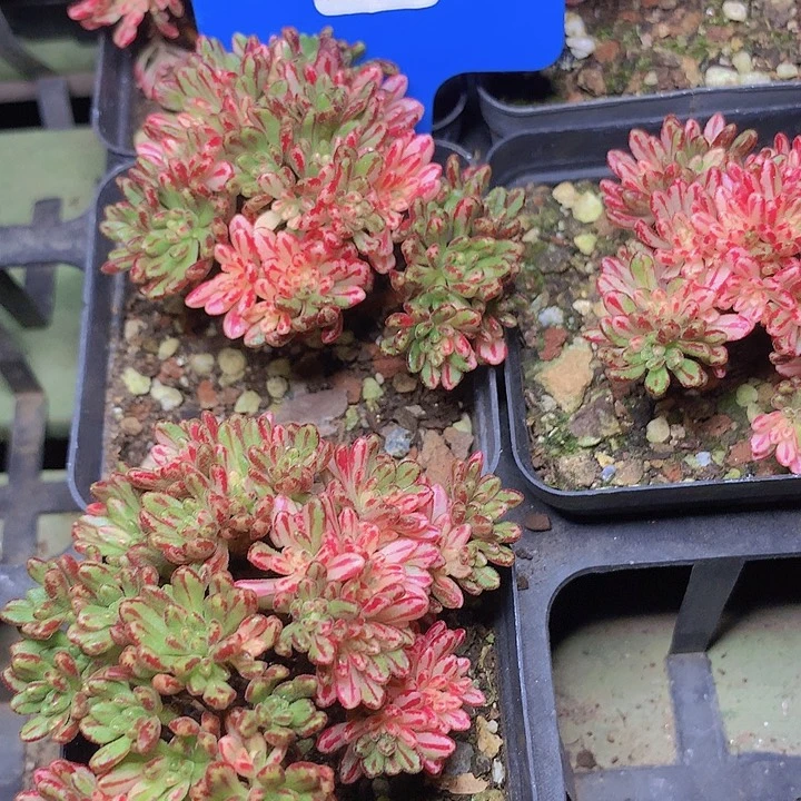 t104小人祭锦群生