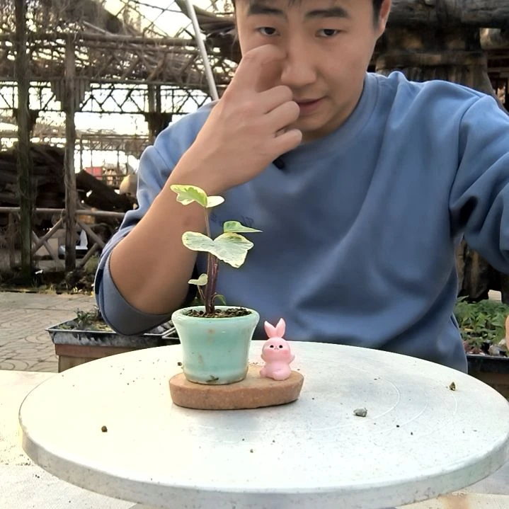 C*小盆景小植物一物一拍48