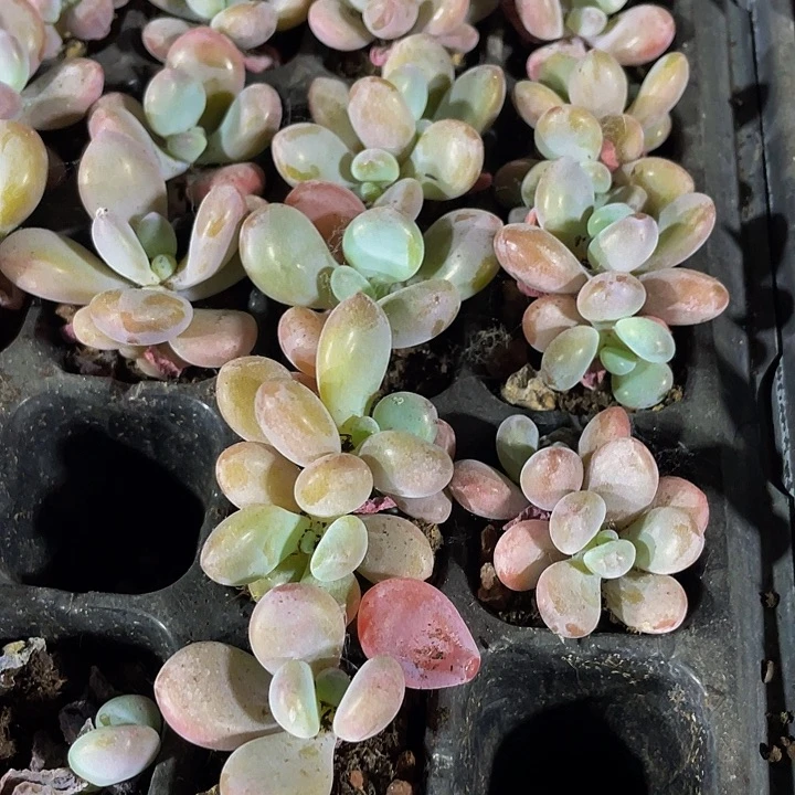 小粉兔1元带土发