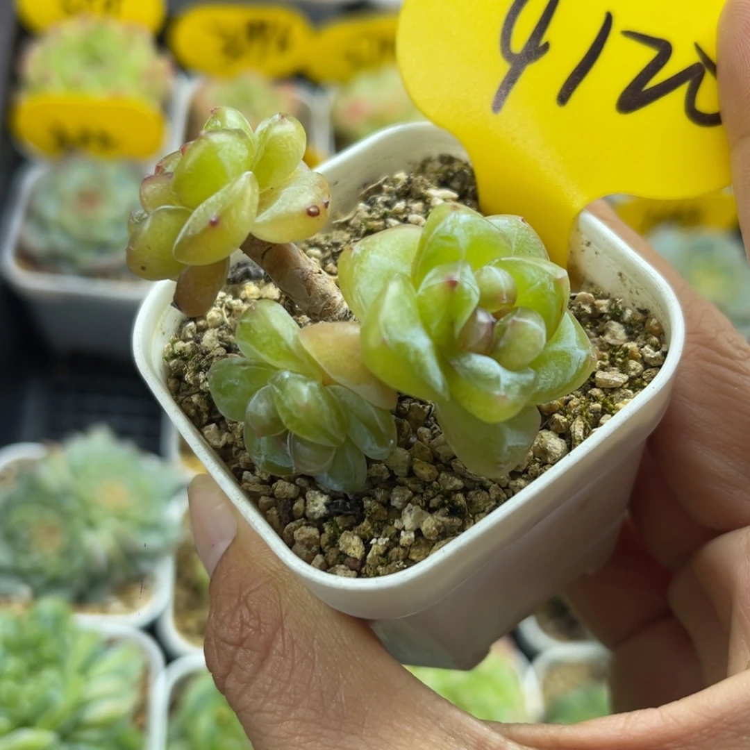 金雀珍妮飘支老桩4120