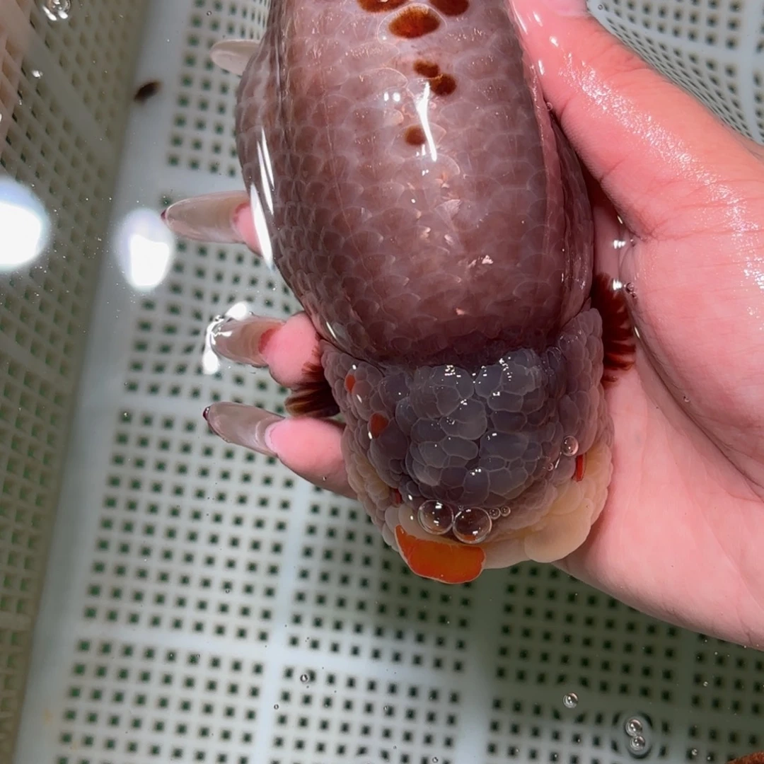 微***道金鱼拍包装包邮不拍包装运费到付