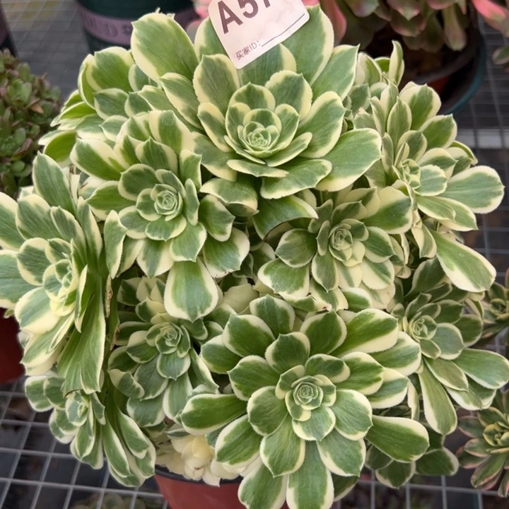 577迈巴赫23厘米左右多肉