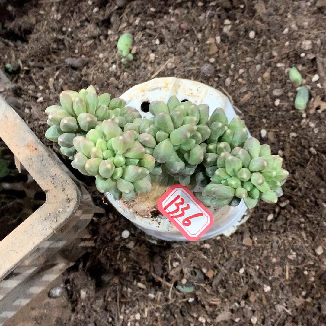 千代缀1336晓晓一物一拍