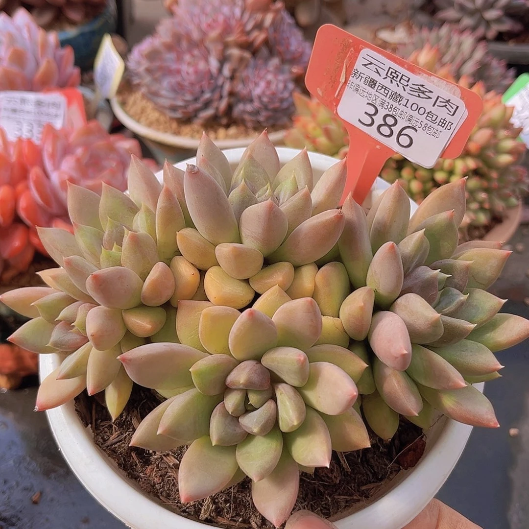 386红象牙多肉植物