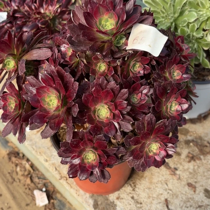 安娜锦多肉法师6539