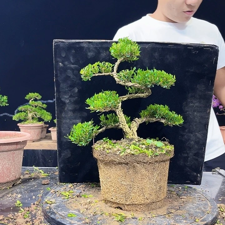 海***p无花朵黄杨盆景四季常青