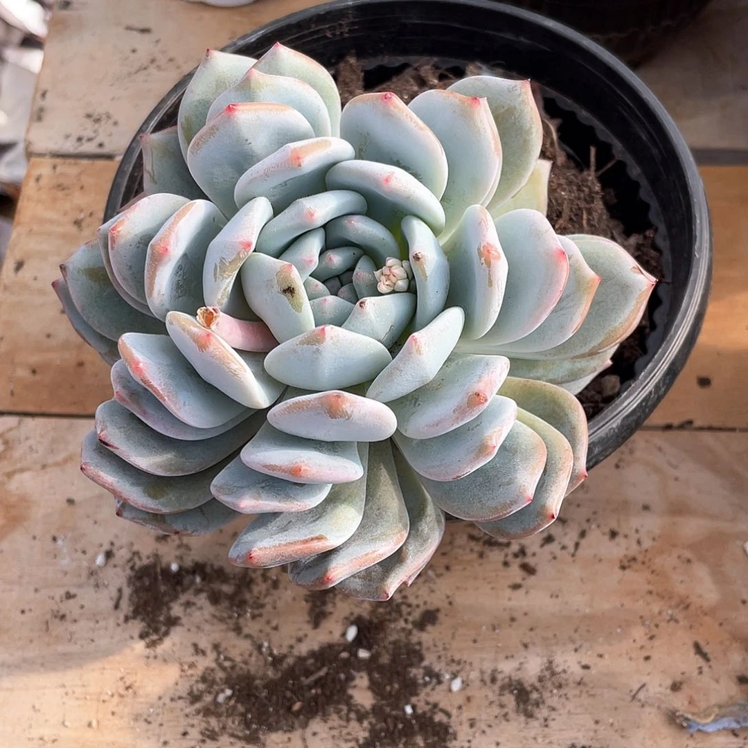 t***b多肉植物多肉植物