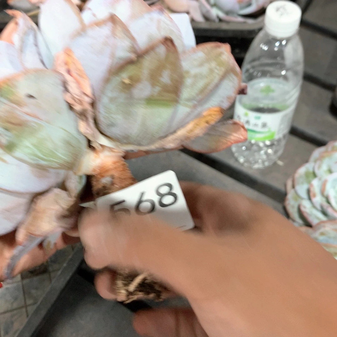 百***特#568售后范围：签收起7天内，不拍冷链不售后
