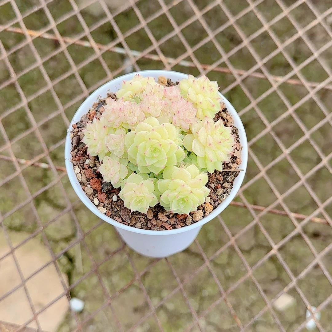 0104-52（ht-34）优选