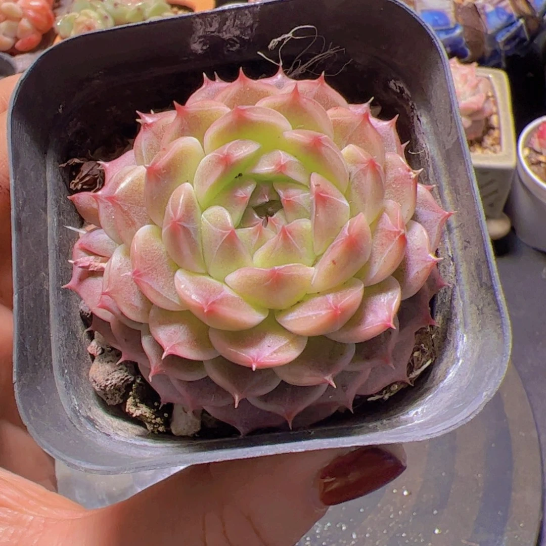 格*多肉植物，多肉植物