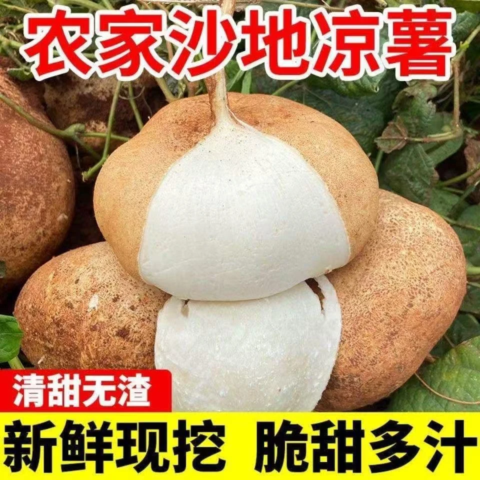 新鲜地萝卜湖北凉薯白心地瓜沙葛水果蔬菜皮薄肉多脆甜多汁