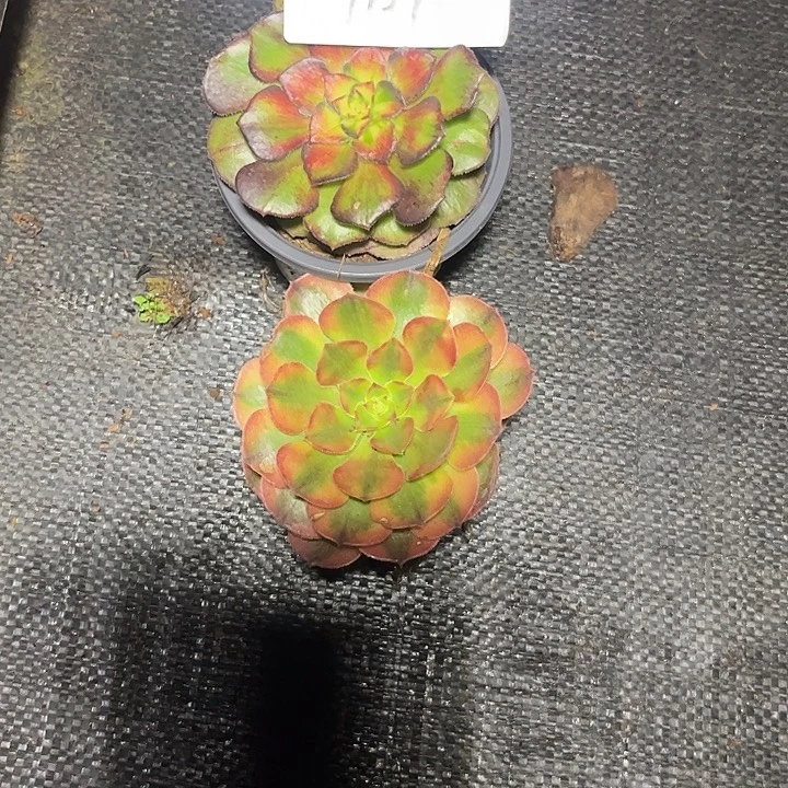 红***升2颗海王7彩和万7彩1129