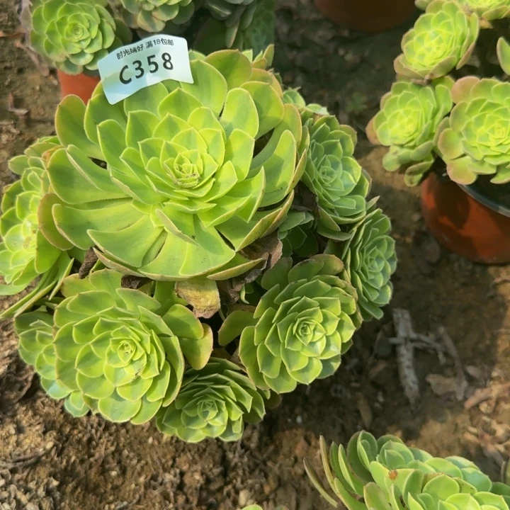 358雨荷 多肉植物