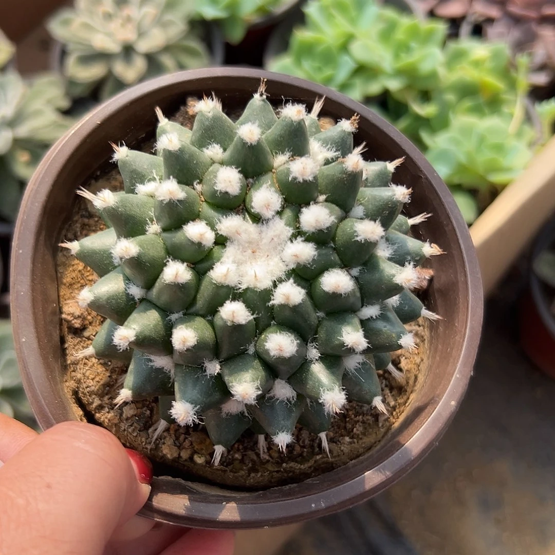 多肉植物雪糕仙人球