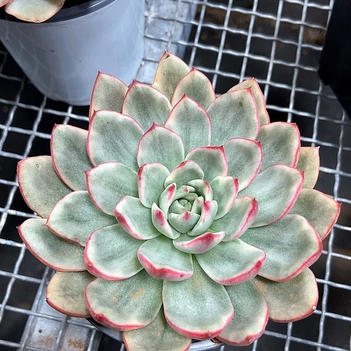 蔚蓝乌木锦多肉植物