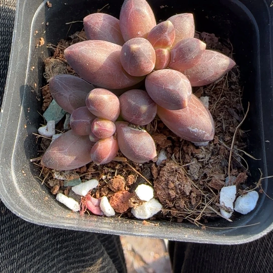 多肉小卡拉米糖心一物一拍