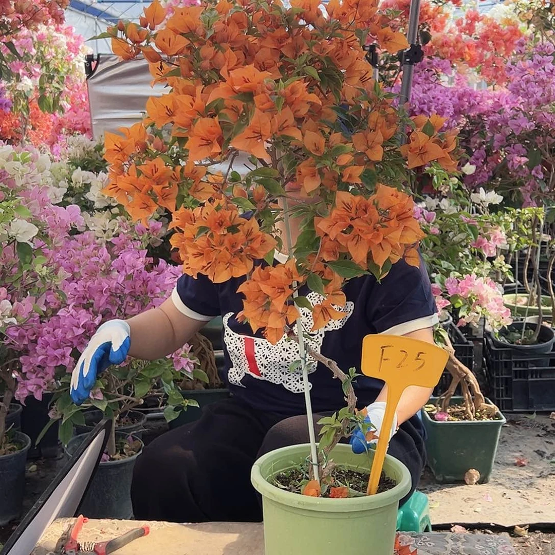 小***丹大部分花苞少量开放F25橙桑巴