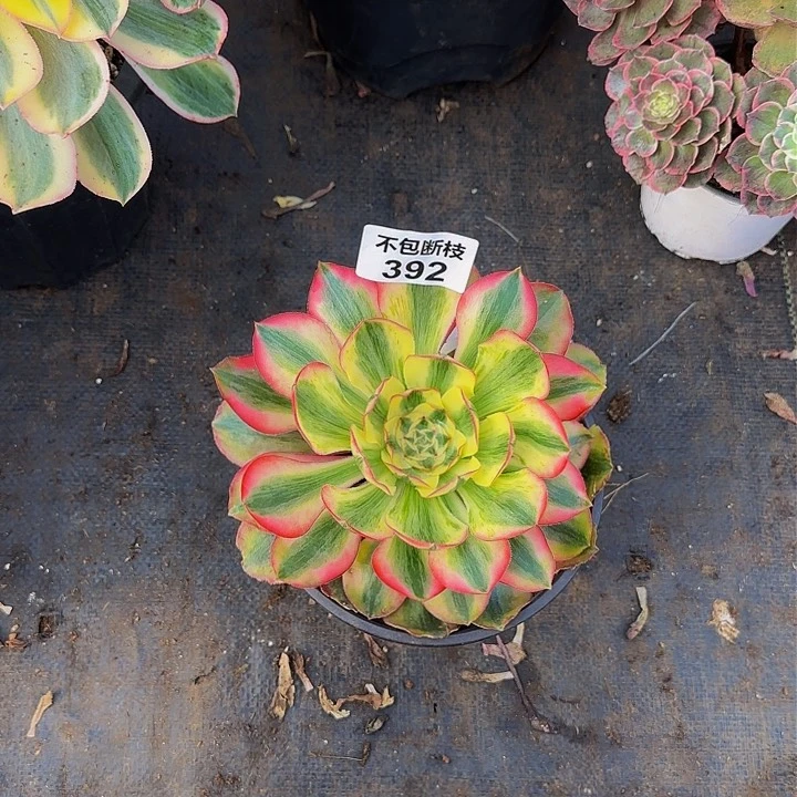 s****e392多肉法师锦1111