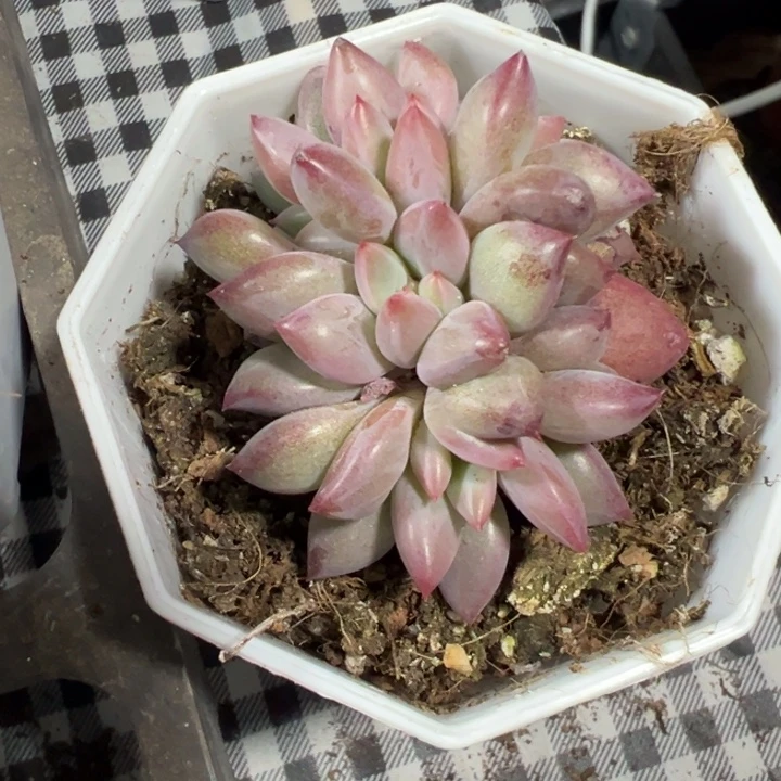 迷雾泡泡朵朵缀297
