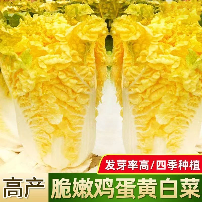 鸡蛋黄奶油大白菜种子真好吃黄心快菜籽农家田园夏秋四季播蔬菜子