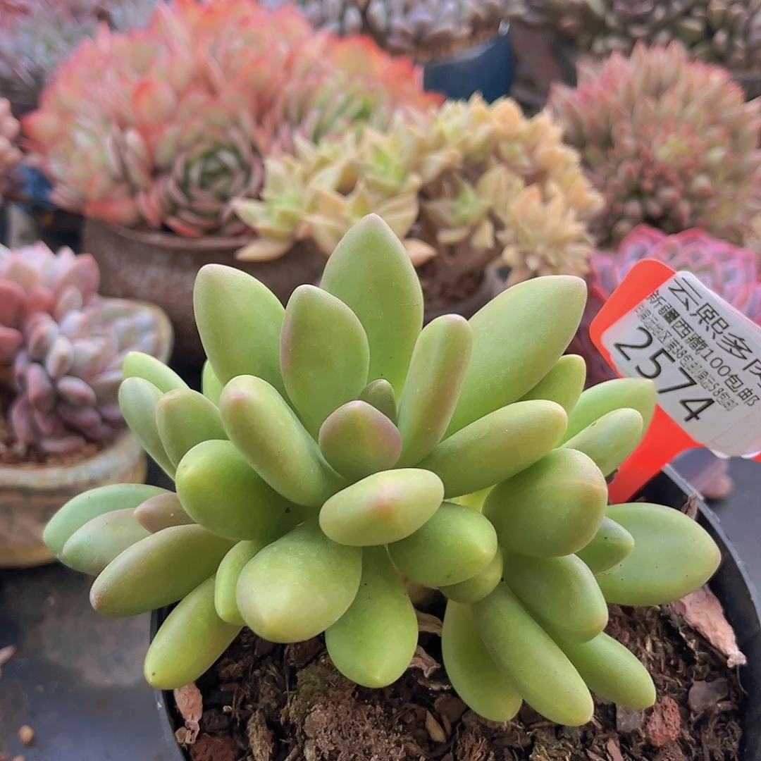2574芒果奶多肉植物